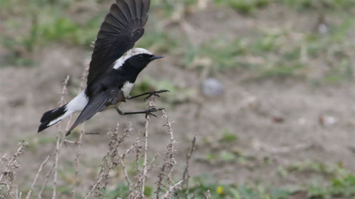 Cyprus Wheatear