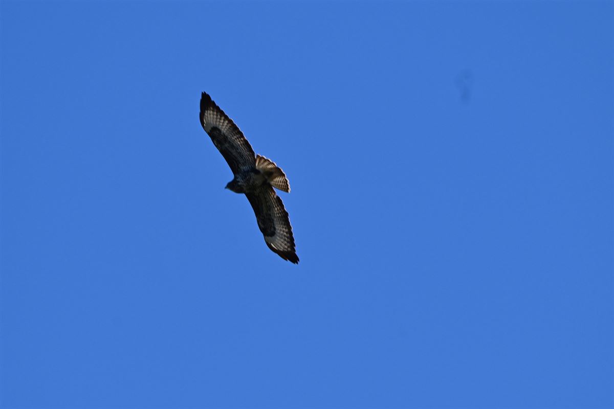 Common Buzzard