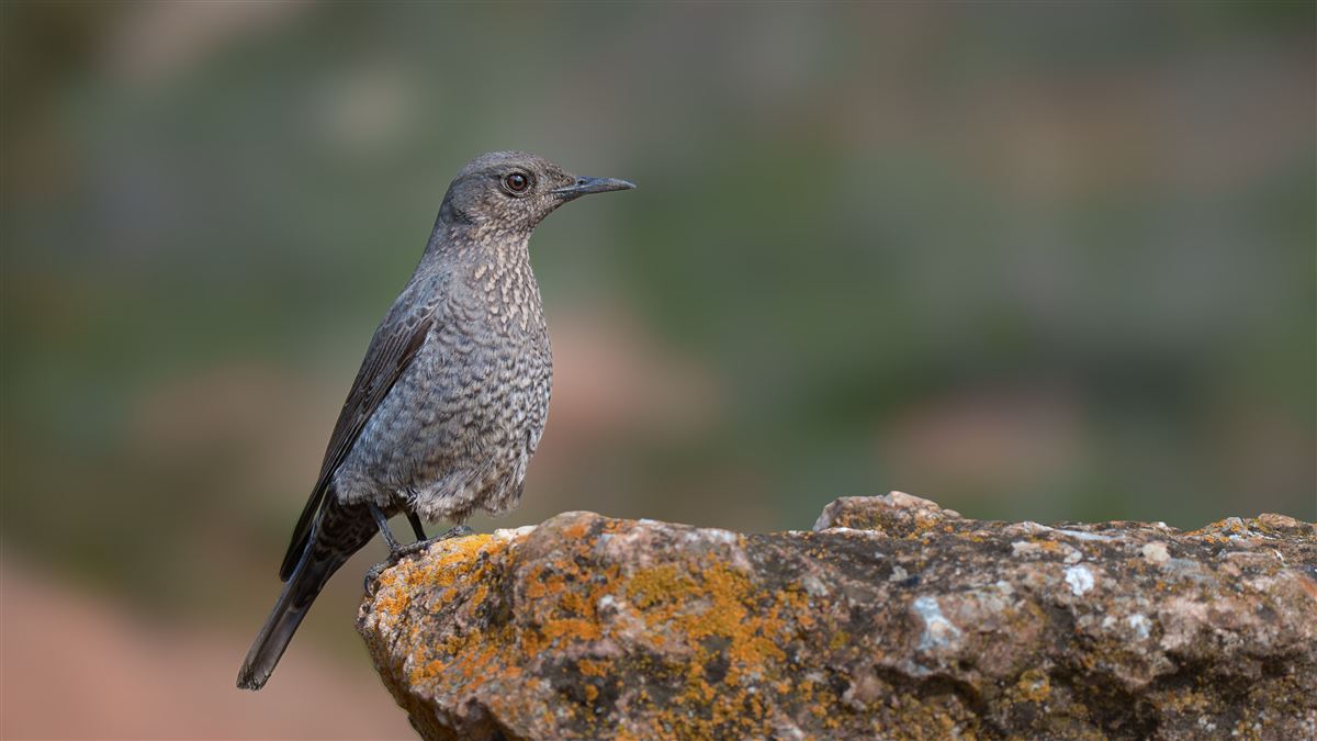 Gökardıç