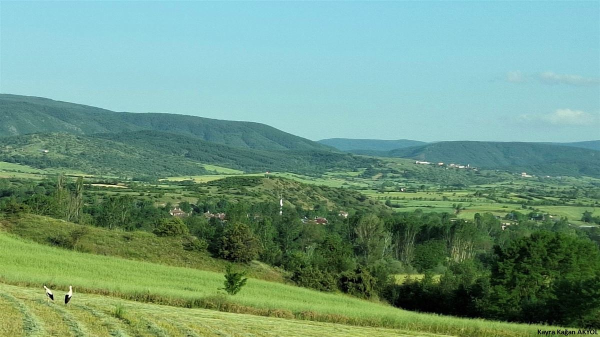 Leylek