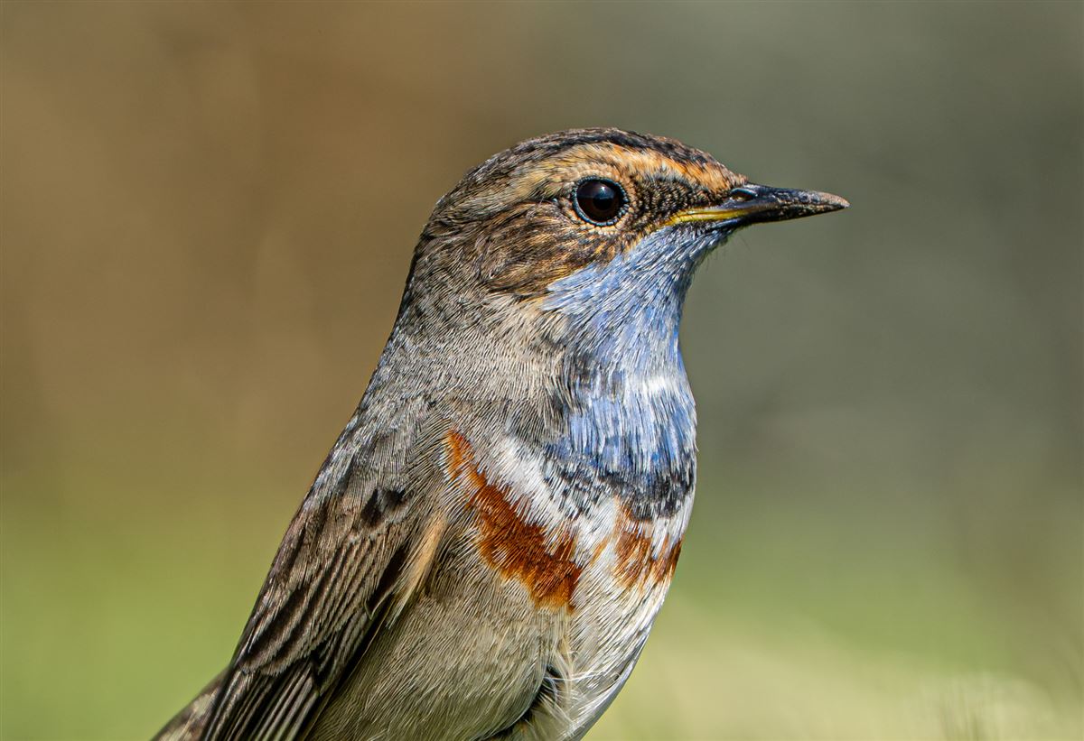 Mavigerdan