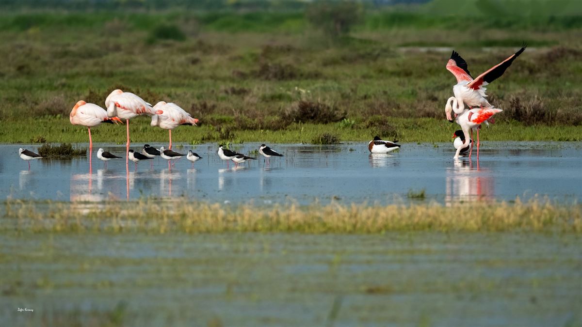 Flamingo