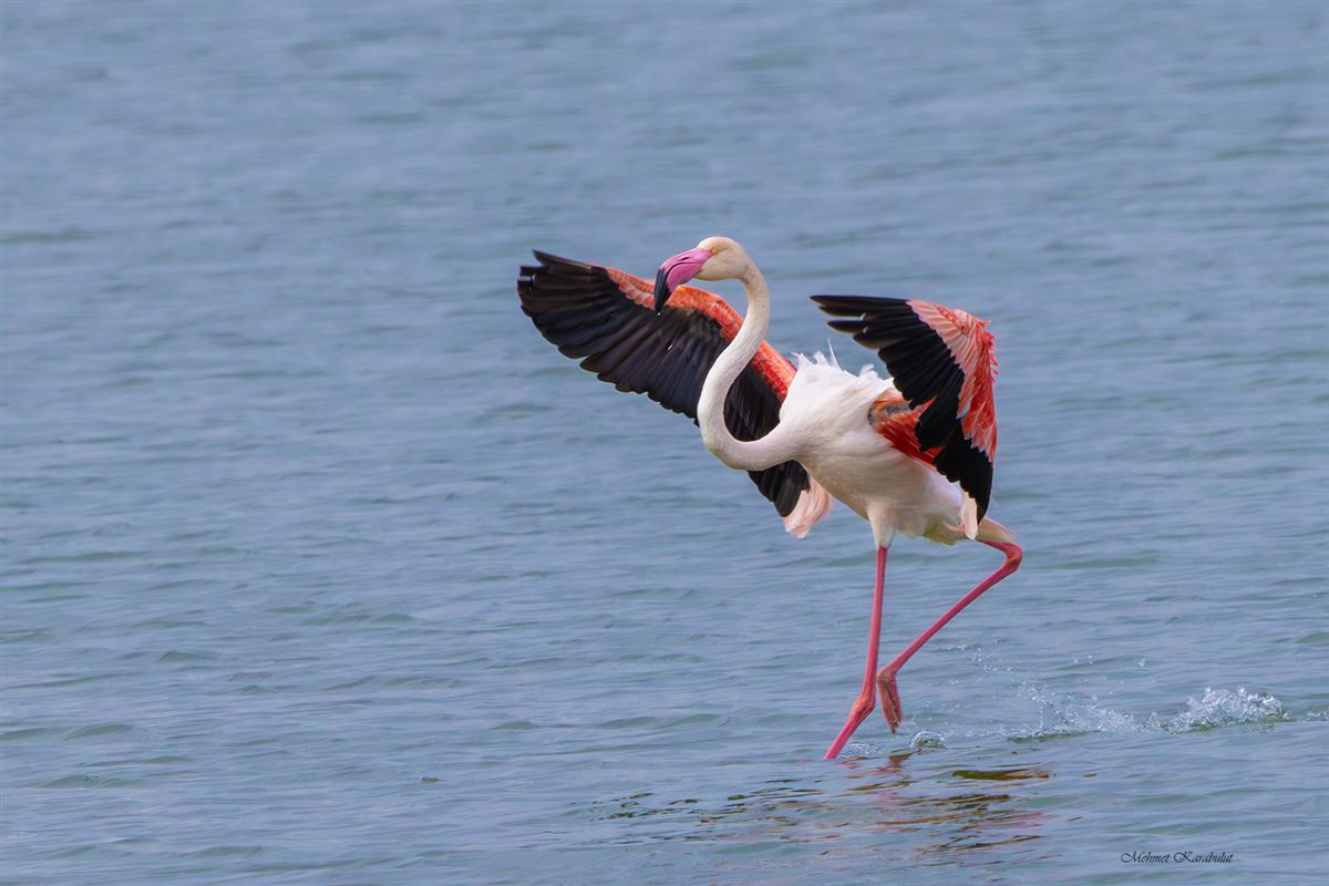 Flamingo
