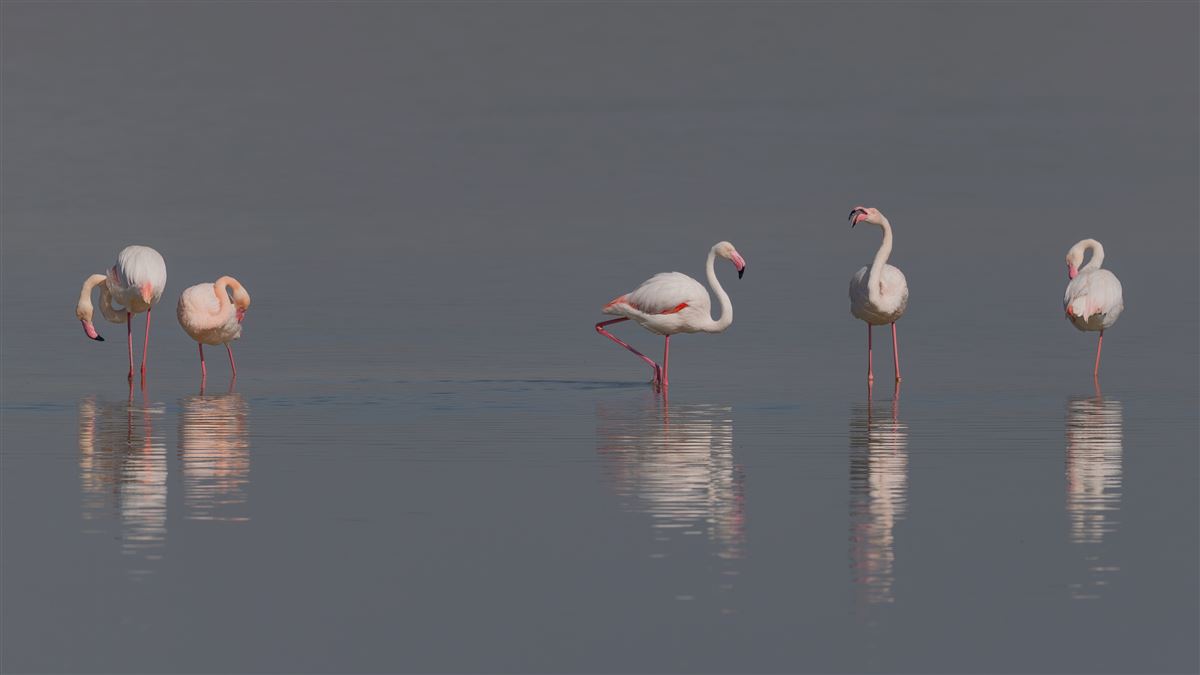 Flamingo