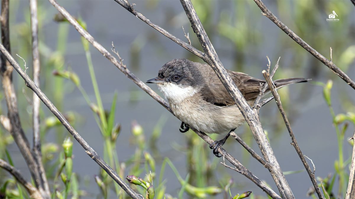 Lesser Whitethroat