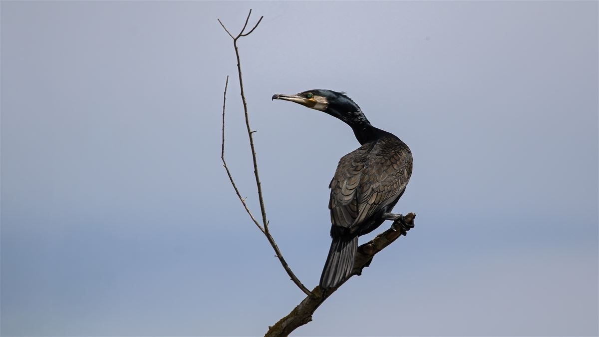 Karabatak