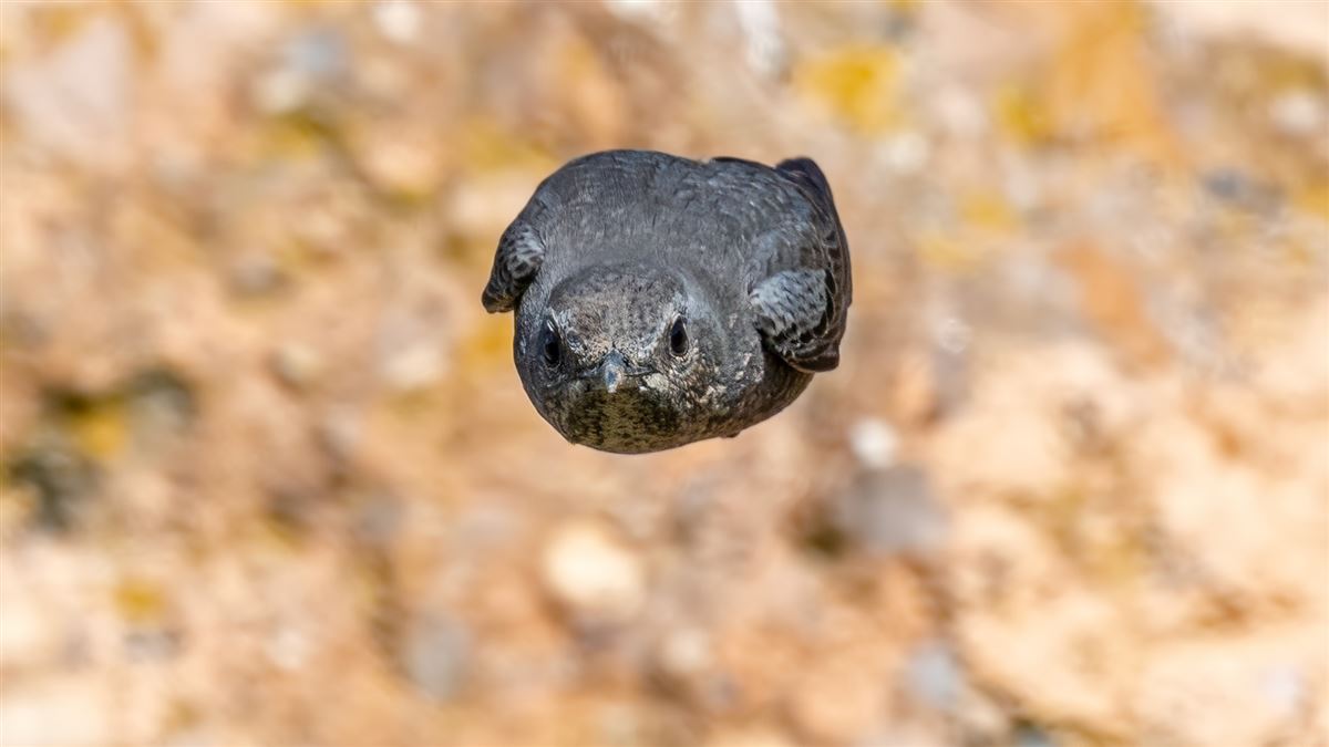 Gökardıç
