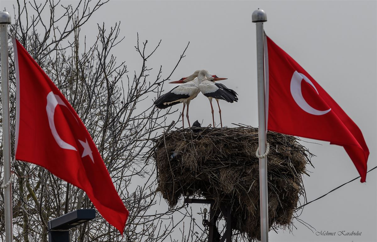 Leylek