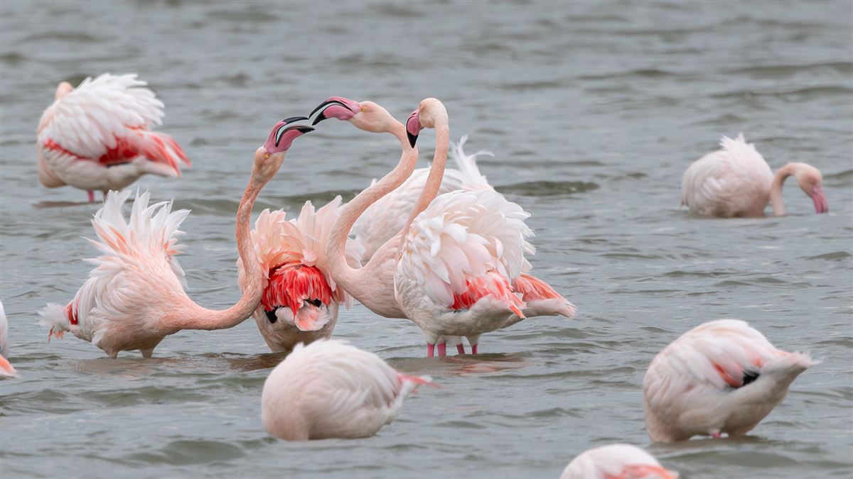 Flamingo