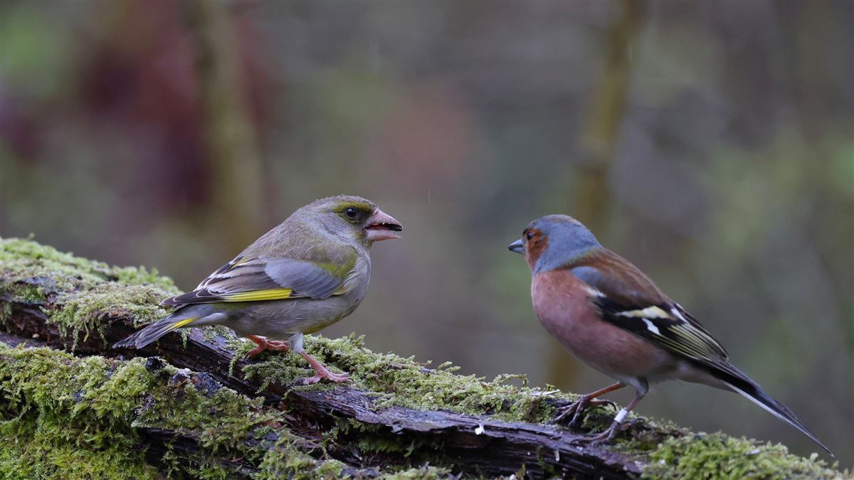 Florya