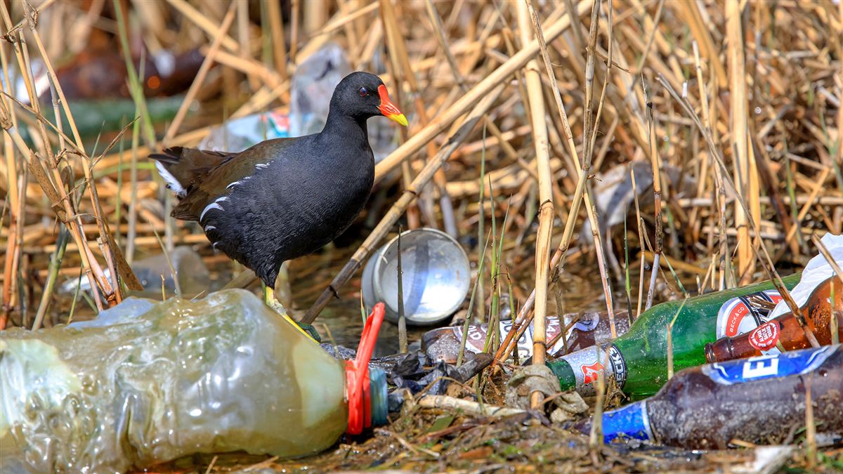 Sutavuğu