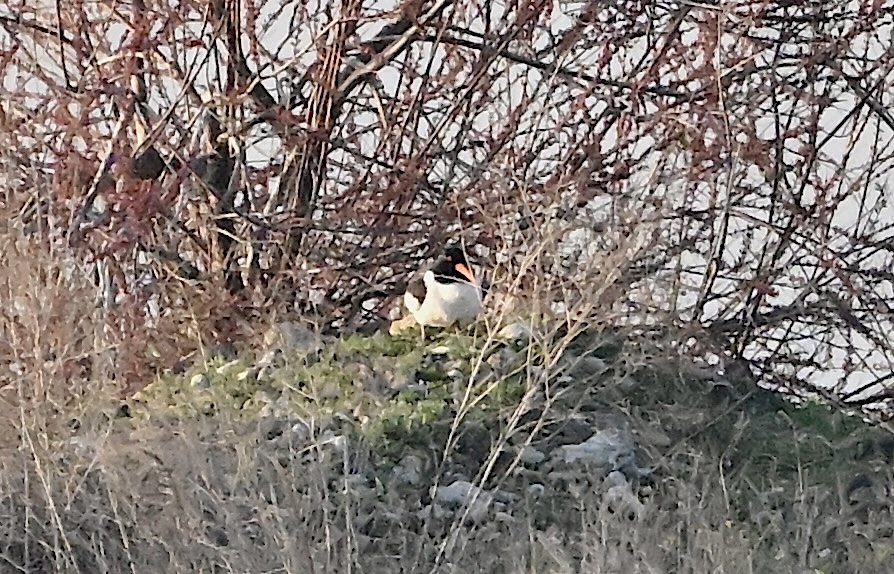 Poyrazkuşu