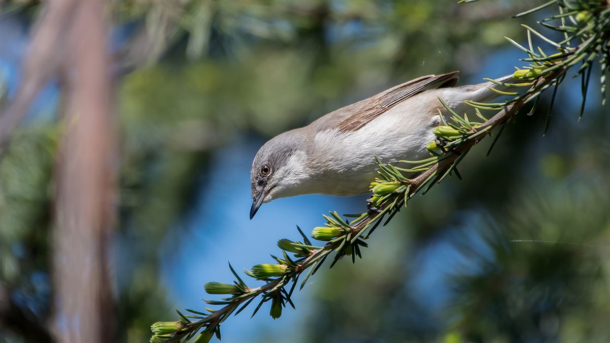 Lesser Whitethroat