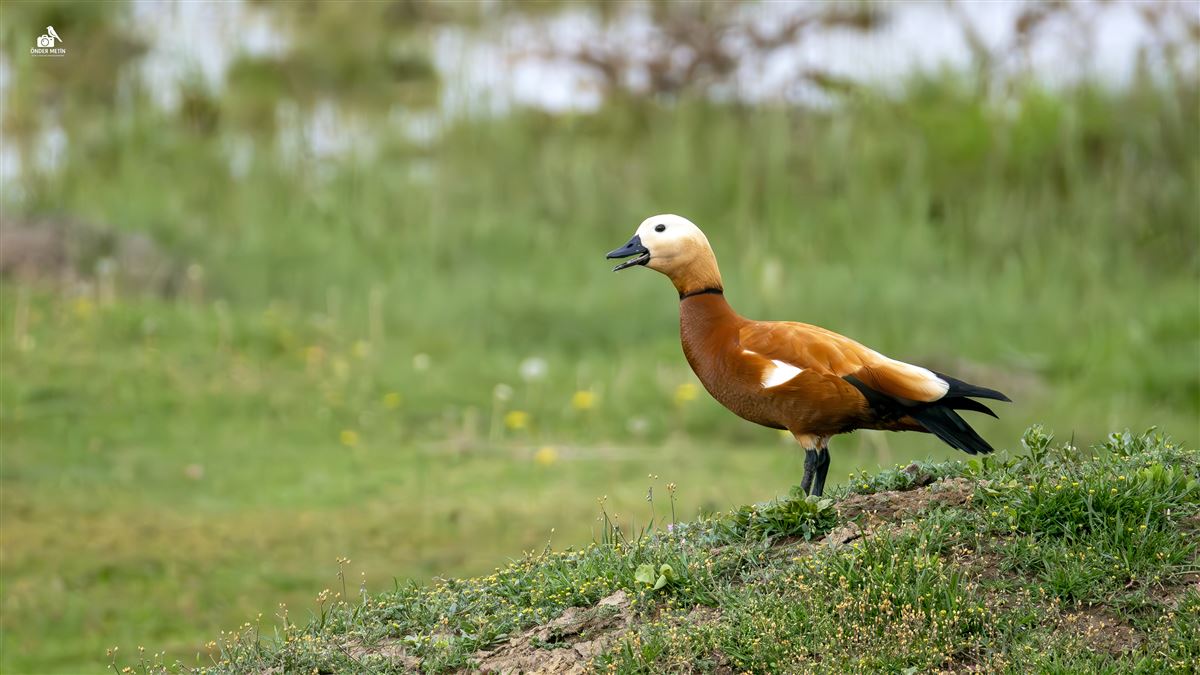 Angıt