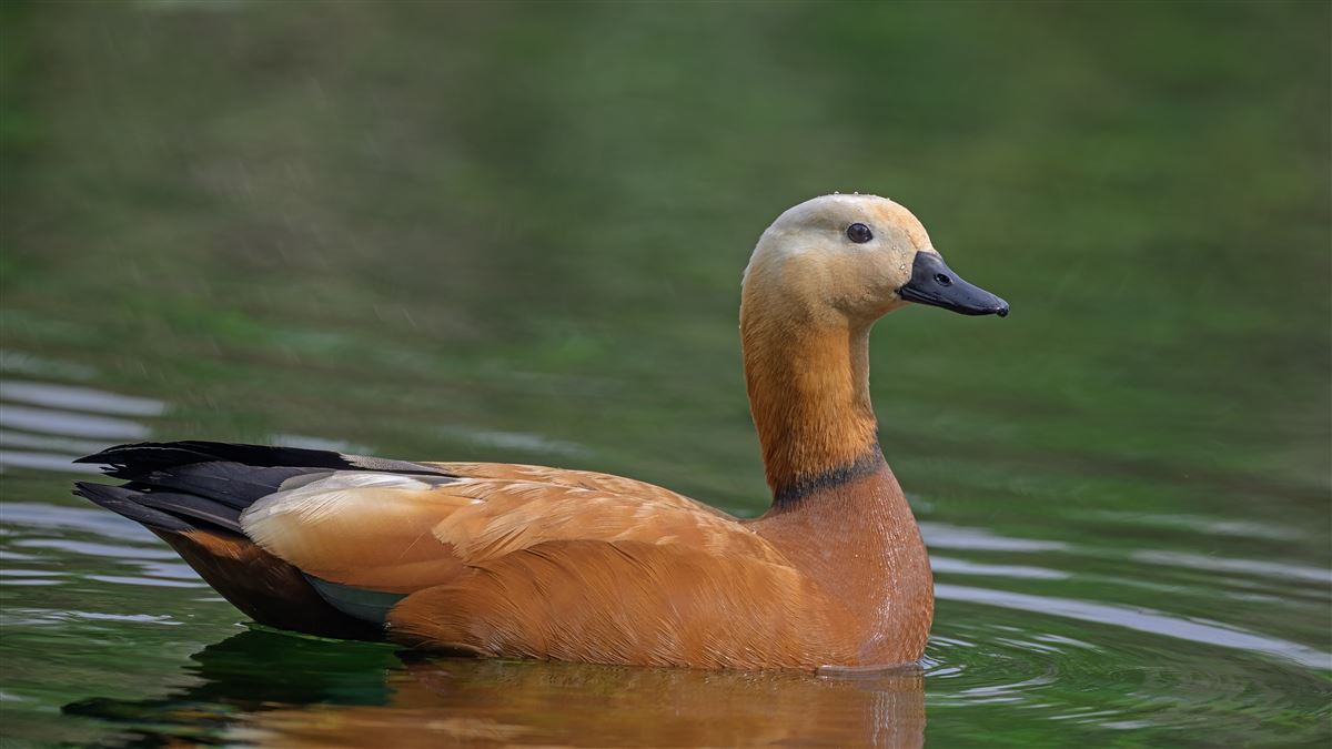 Angıt