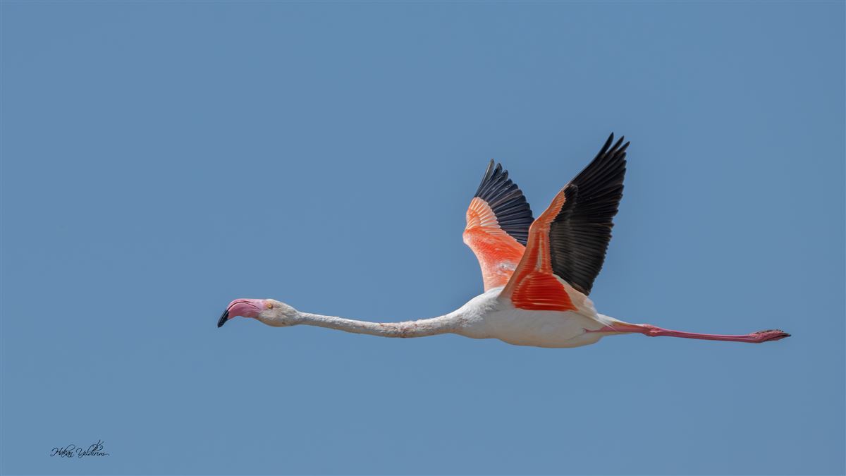 Flamingo