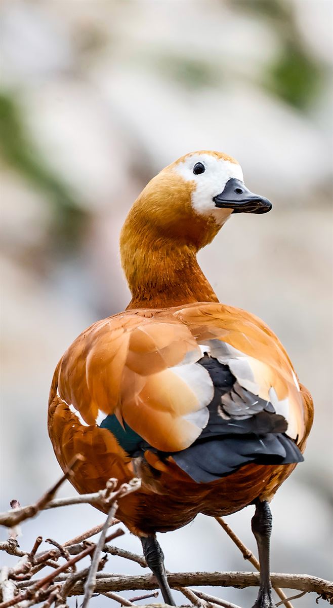 Angıt