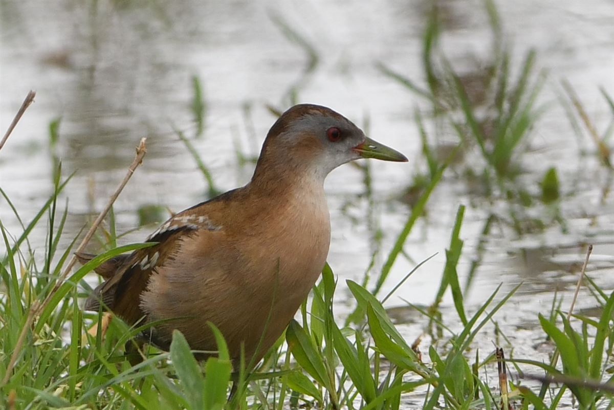 Little Crake