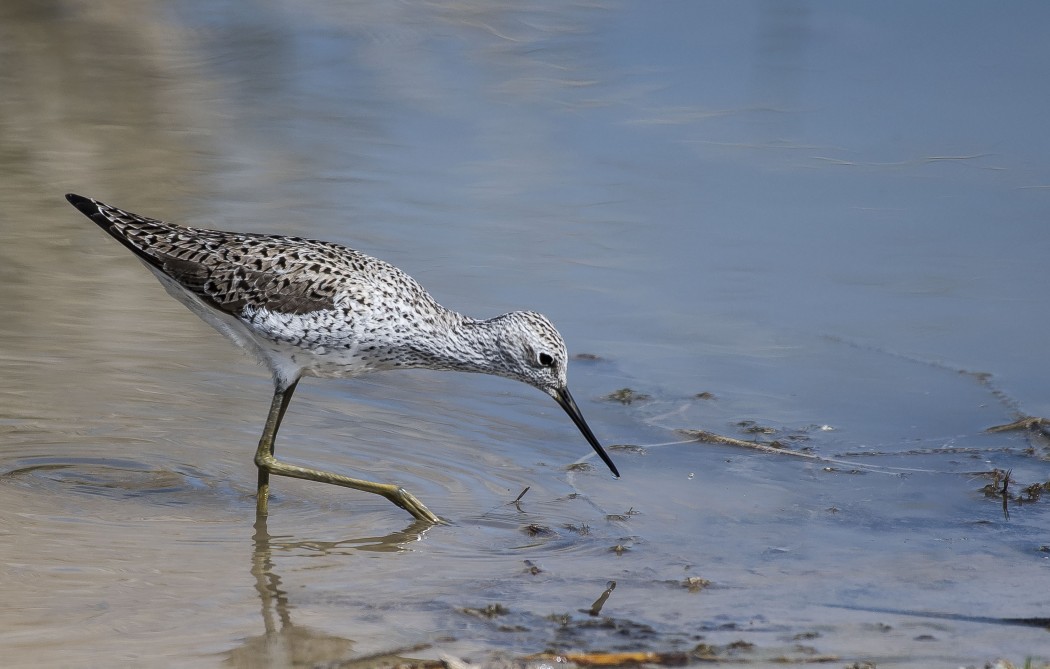 Marsh Sandpiper