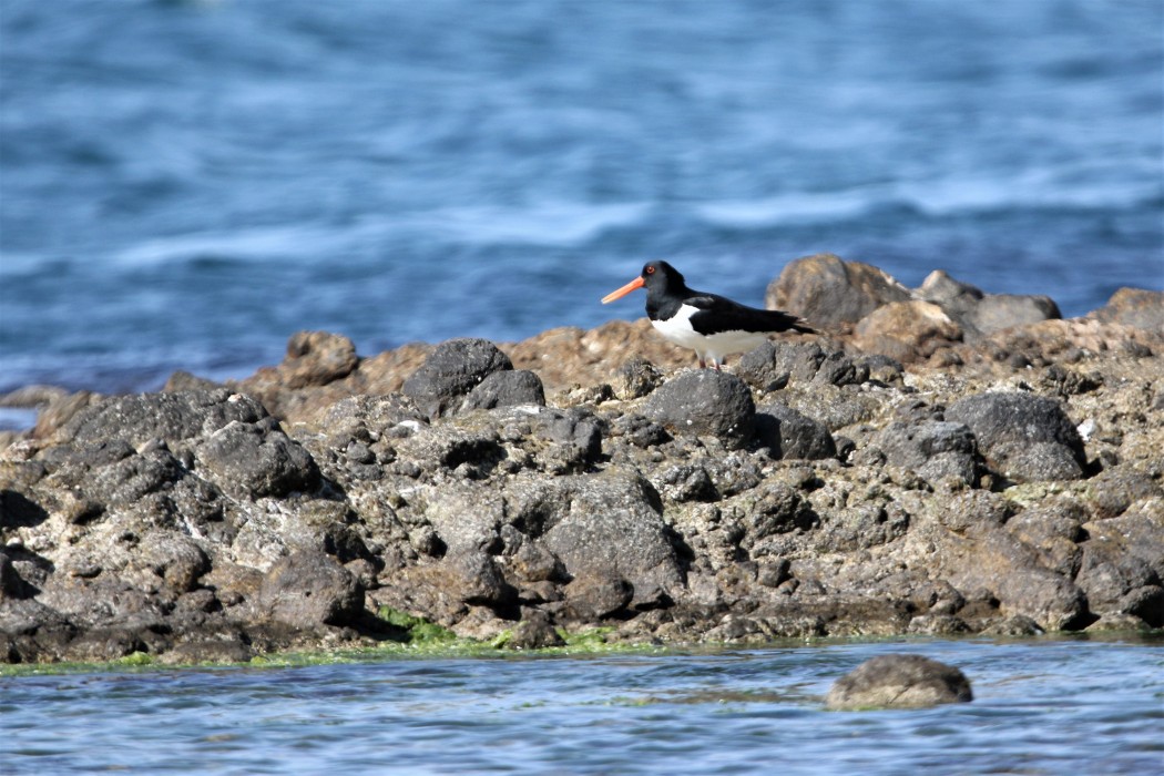 Eurasian Oystercatcher