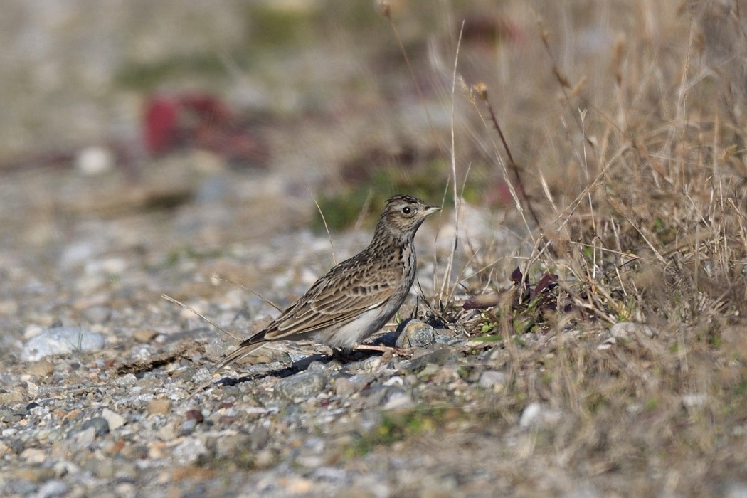 Eurasian Skylark