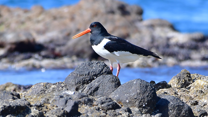 Eurasian Oystercatcher