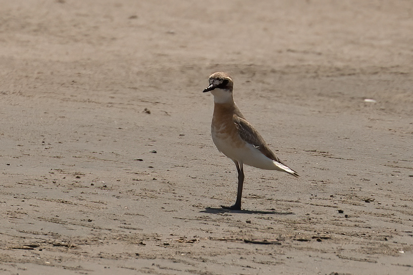 Greater Sand Plover