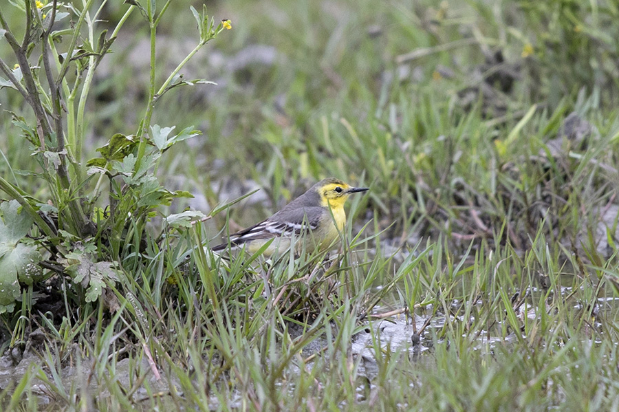 Citrine Wagtail