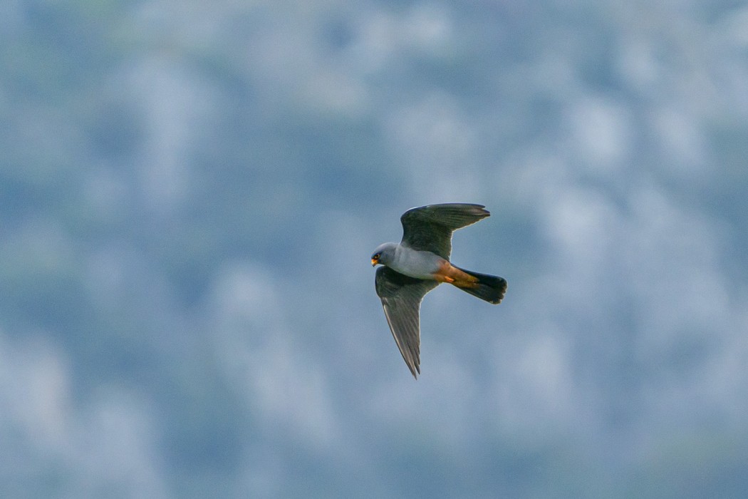 Red-footed Falcon