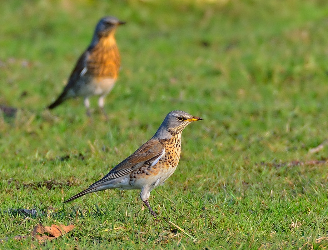 Fieldfare