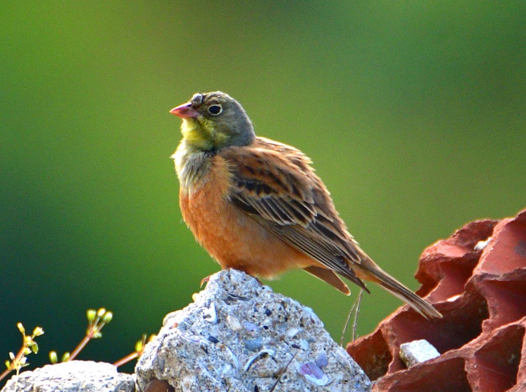 Ortolan Bunting