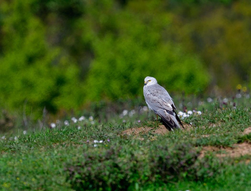 Pallid Harrier