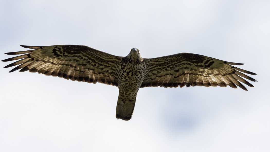 European Honey Buzzard