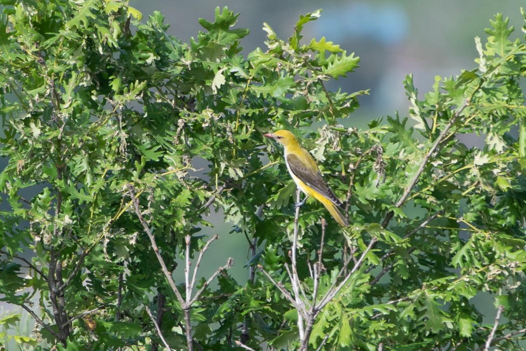 Eurasian Golden Oriole