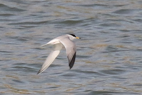 Little Tern