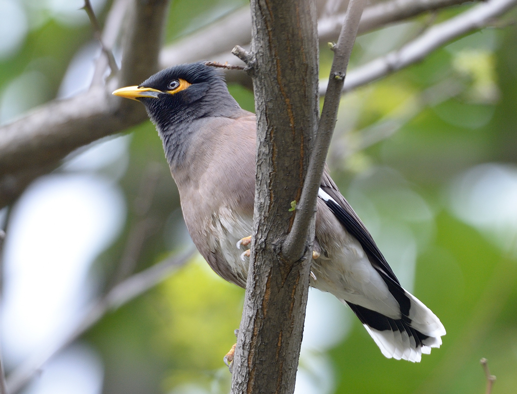 Common Myna