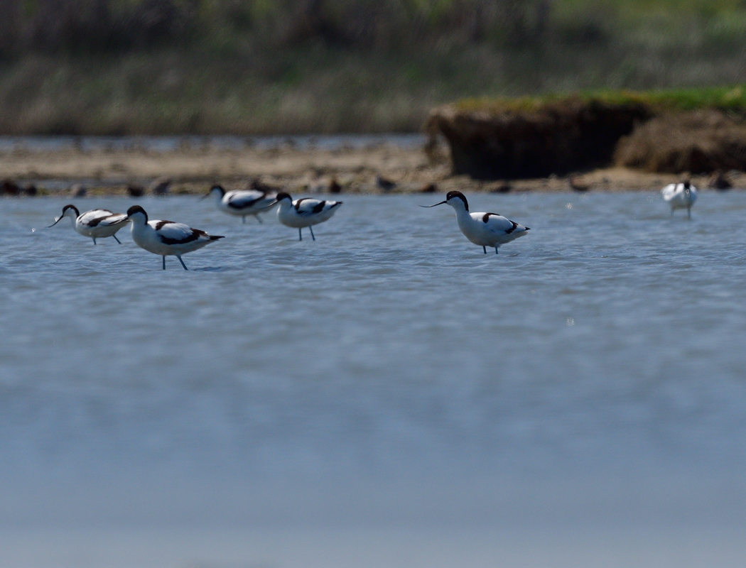 Pied Avocet