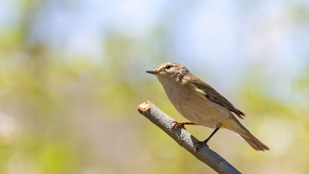 Eastern Bonelli`s Warbler