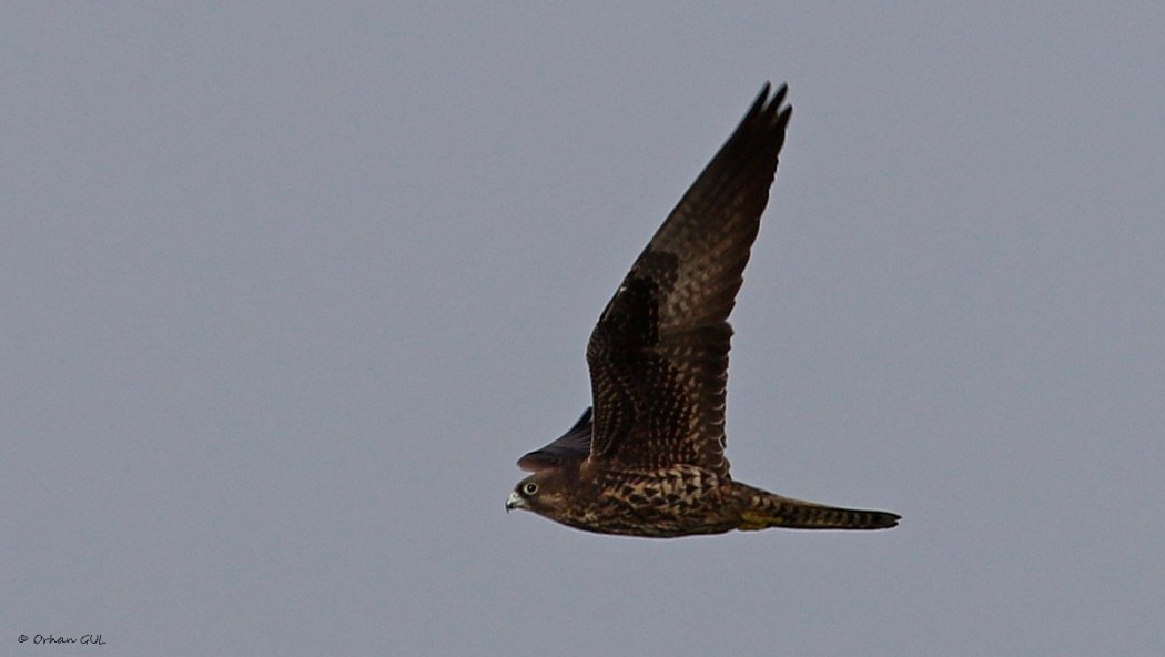Eleonora`s Falcon
