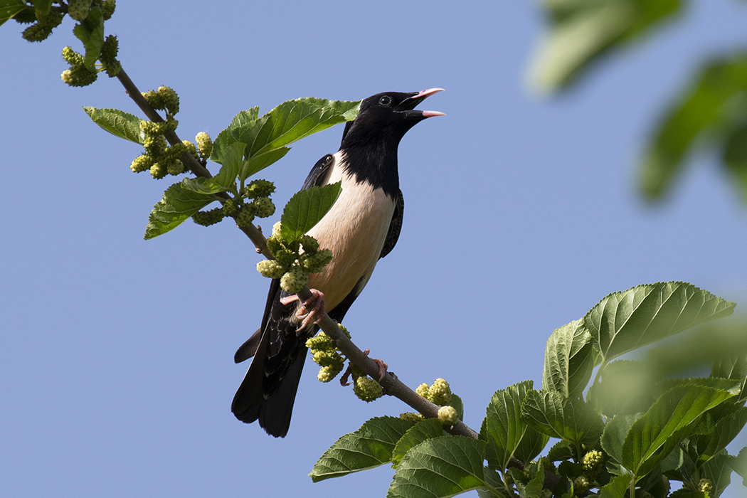 Rosy Starling
