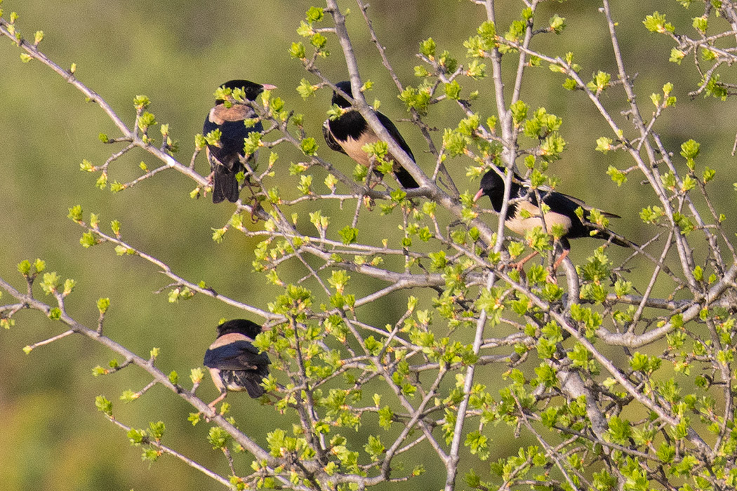 Rosy Starling