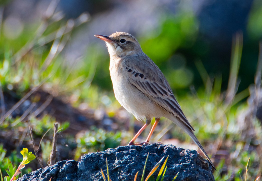 Kır İncirkuşu