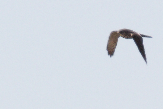 Levant Sparrowhawk