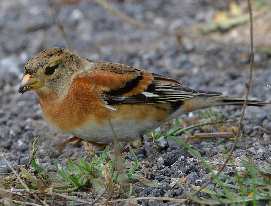 Brambling