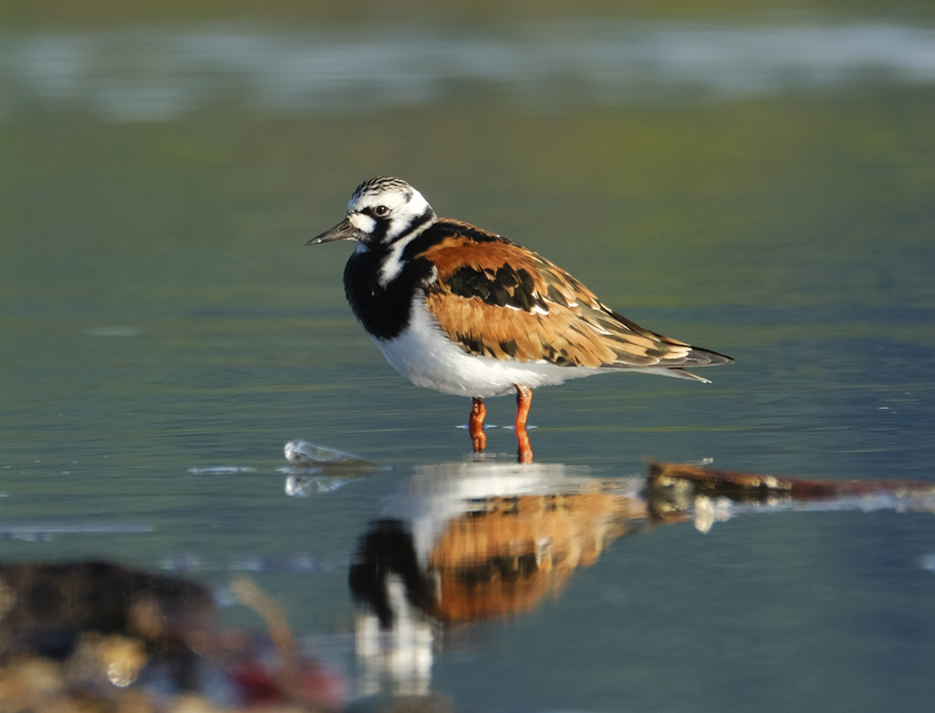 Ruddy Turnstone