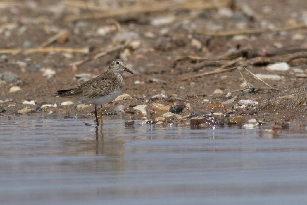 Temminck`s Stint