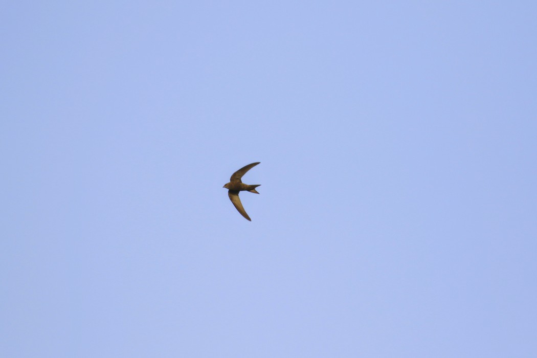 Pallid Swift