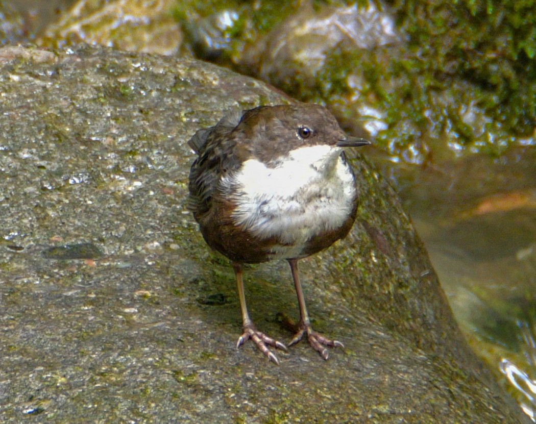 White-throated Dipper