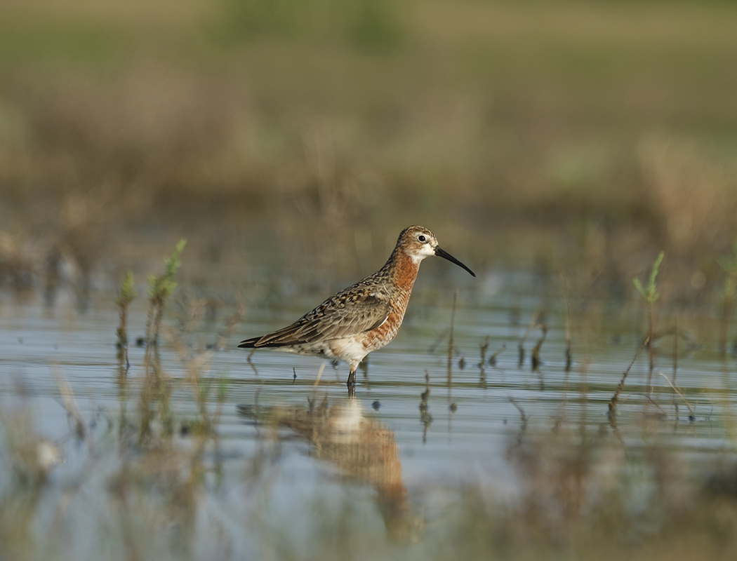 Curlew Sandpiper