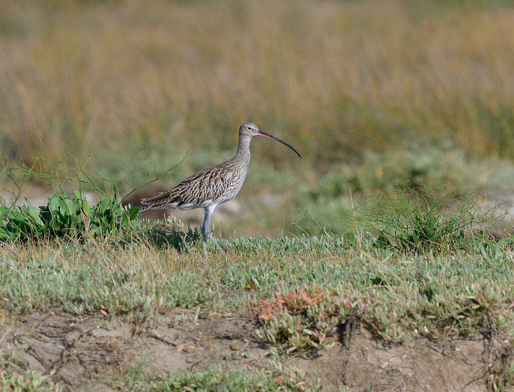 Eurasian Curlew